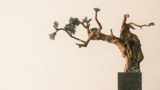 bonsai 0.1.0